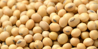 Soybean Futures und CFD.